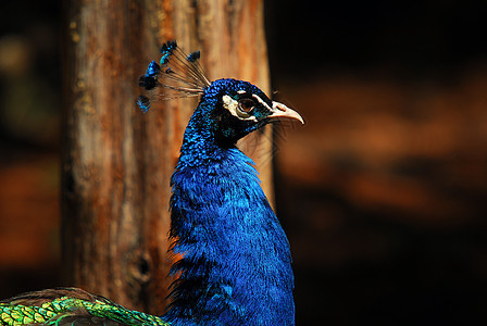 印度皮禽绿色野生动物鸟类孔雀羽毛图片
