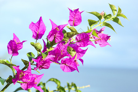布干维尔鲜花异国植物绿色天空紫色热带荒野粉色花朵叶子图片