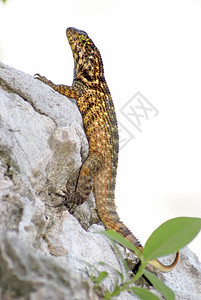 卷尾蜥蜴荒野生物眼睛异国休息爬虫身体热带野生动物岩石图片