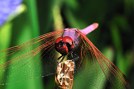 龙动物野生动物蜻蜓彩虹色黑色昆虫宏观翅膀背景图片
