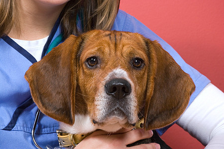 具有 Beagle 的兽医专家医生诊断同情犬类女士药品技术诊所职业图片