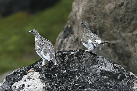 Ptarmigans拉古普斯穆图斯野生动物兔兔雷鸟图片