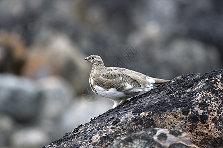 Ptarmigan拉古普斯穆图斯雷鸟兔兔野生动物图片