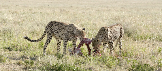 Cheetah Cinonnyx十月刊野生动物食物场地猎豹猎物捕食者假期动物图片