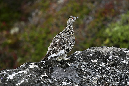 Ptarmigan拉古普斯穆图斯兔兔野生动物雷鸟图片