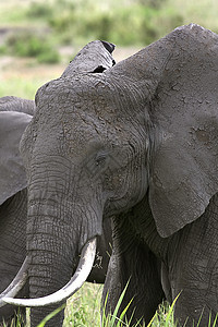 大象非洲大象象牙场地假期野生动物动物图片