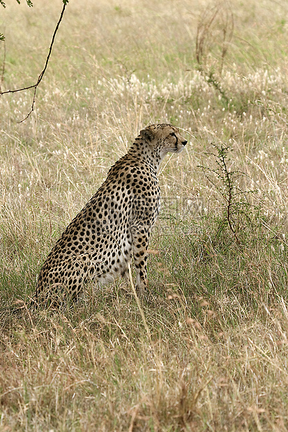 Cheetah Cinonnyx十月刊动物猎豹野生动物场地假期捕食者图片