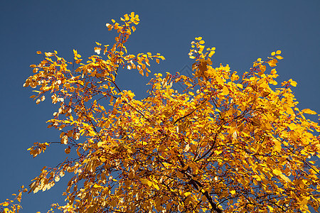 秋季叶子的颜色爆炸季节森林木材花园场景蓝色后院风景公园星尘图片