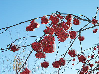 冬季山灰灰浆果季节木头水果花园枝条食物生物学衬套维生素图片
