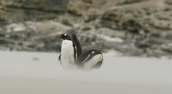 Gentoo 企鹅野生动物金图图片