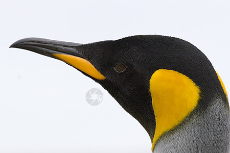 King企鹅天线锥形象国王野生动物图片