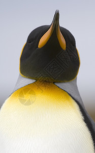 King企鹅天线锥形象野生动物国王图片