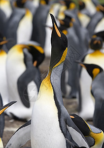 King企鹅天线锥形象国王野生动物背景图片