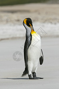 King企鹅天线锥形象海滩国王打扮野生动物图片