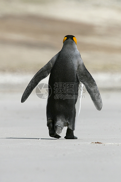King企鹅天线锥形象野生动物国王海滩图片