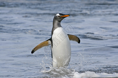 Gentoo 企鹅野生动物金图图片