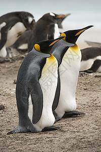King企鹅天线锥形企鹅野生动物国王图片
