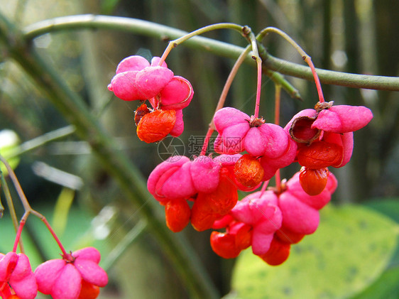 法芬汉·马克罗(Paffaffenhütchen Makro)图片