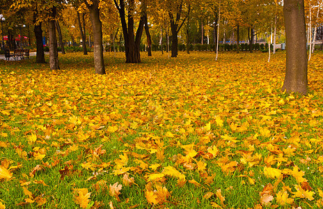 秋季树叶树木城市季节远足叶子梦幻人行道小路风景图片