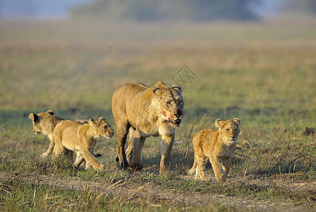 和幼崽一起打猎之后的狮子座孩子们大猫家庭妈妈猫科动物小猫母亲女性野生动物染色图片