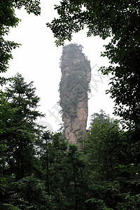 中国国家森林公园     张贾吉公园公吨岩石森林城市柱子悬崖风景世界国家图片