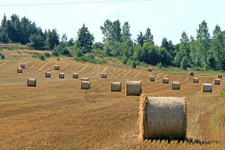 夏季风景豆子收获农场场地绿色稻草抛光土地日光自动化图片