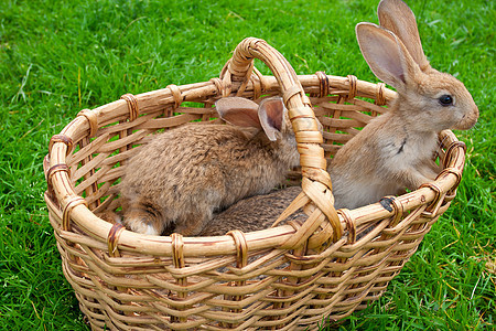 篮子中的小兔子棕色哺乳动物绿色毛皮兔子婴儿耳朵农场宠物图片