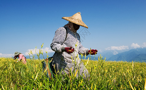 在农场工作的老虎李名人爬坡生长女性百合村庄农村食物环境植物群地面图片
