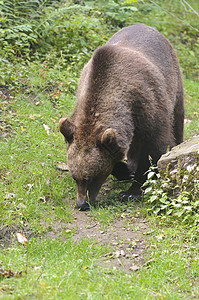 棕熊棕色黑色捕食者食肉野生动物绿色动物背景图片