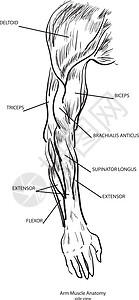 臂肌肉解剖学肩膀白色伸肌前臂二头肌黑色手人龙骨三角肌肌肉图片