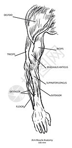 臂肌肉解剖学肌肉伸肌龙骨三角肌二头肌黑色肩膀白色手人前臂背景图片