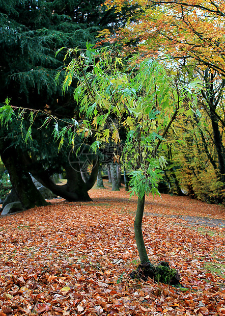 秋天前绿树图片