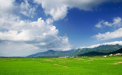 青蓝天空和白云的绿田国家植物草地农村热带农场生长稻田地平线天空图片