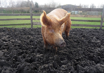 大泥猪野生动物动物鼻子小猪地球身体围栏哺乳动物猪肉粉色图片