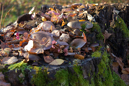 秋季蘑菇宏观森林苔藓美食棕色食物树木图片