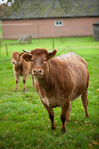 母牛和小牛牧场哺乳动物国家耳朵乡村农田草地棕色绿色农村图片