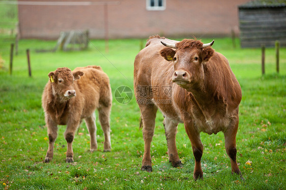 好奇牛哺乳动物绿色棕色动物奶牛乡村土地牧场草地国家图片