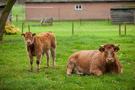 母牛和小牛乡村奶牛棕色草地牧场场地绿色农村土地哺乳动物图片