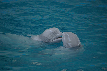 海豚哺乳动物快乐海洋潜水海浪速度智力波纹游泳生活图片