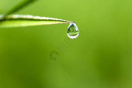 草地上的雨水飞沫薄雾杂草生长环境湿度草本植物叶子场地农田图片