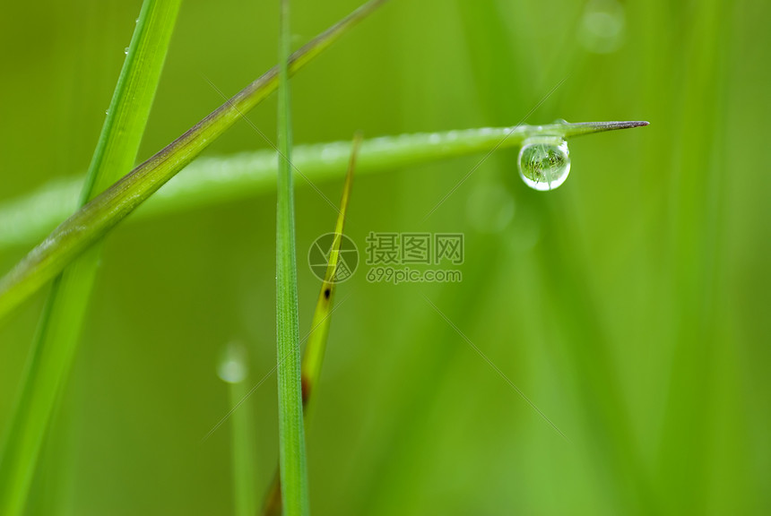 草地上的雨水环境镜子叶子植被公园反射湿度农田液体植物学图片