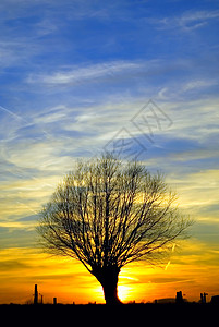 日落 有树木黄色植物天空场地黑色日出橙子假期橙色风景图片