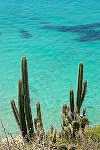 蓝海洋背景的 cacti 仙人掌图片