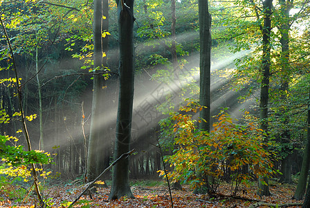 光束从树丛中涌出树木美丽精神太阳光线辐射森林活力叶子树叶射线图片