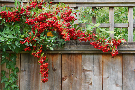 红皮拉干塔果莓栅栏特写图片