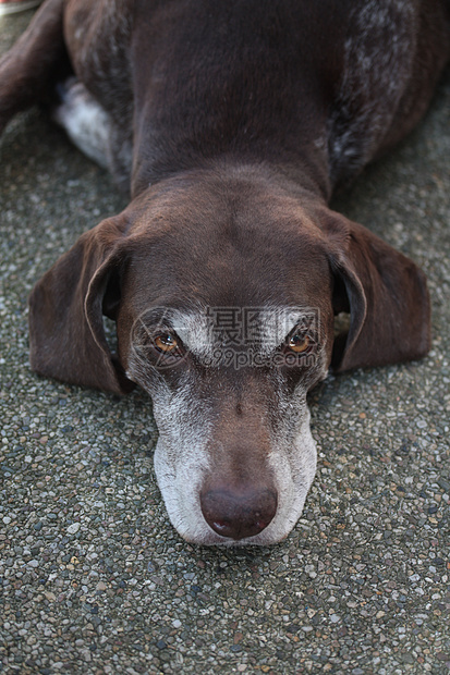 德国短头发指针犬齿猎犬犬类乐趣动物风琴宠物灰色小狗白色图片