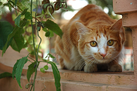 猫咪灰色哺乳动物绿色棕色黄色眼睛猫科动物宠物图片