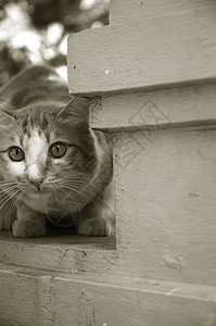 猫咪灰色宠物黄色眼睛棕色猫科动物哺乳动物绿色图片