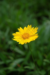 蒲公英花风景黄色场地绿色植物图片