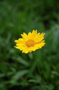 蒲公英花风景黄色场地绿色植物背景图片